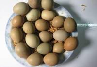 trứng chim trĩ